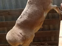 Кочкор, Койлор — сүрөт 2