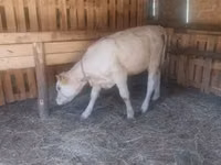 Cow, Charolais cattle — photo 2