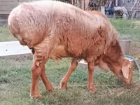 Carnero, Arashan sheep — foto 1
