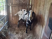 Ziegenbock, Nubian Goat — Foto 2