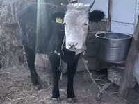 母牛, Kazakh White-headed cow — 照片 2