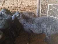 Қошқар, Rhon sheep — 3-сурет