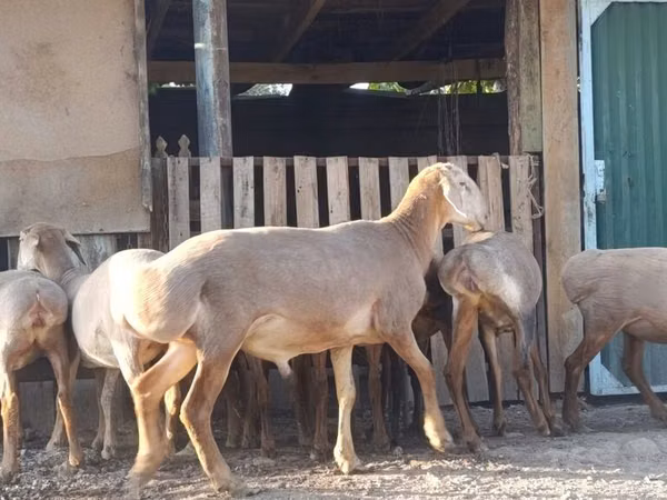 نعجة, Arashan sheep