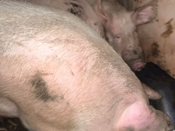 Sow, Pigs