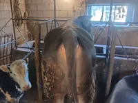Toro, Swiss cattle — foto 6