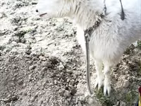 Cabra, Cabras — foto 1