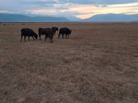 गाय, Latvian Blue cattle — फ़ोटो 2