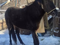 Horse (M), Horses — photo 3