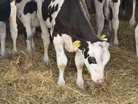 Toro, Russian Black pied cattle — foto 8