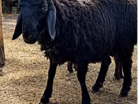 Қошқар, Hissar sheep — 3-сурет
