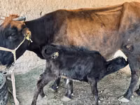Kuh, Latvian Blue cattle — Foto 1