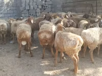 Widder, Arashan sheep — Foto 1