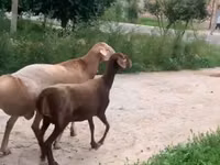 نعجة, الأغنام — الصورة 3