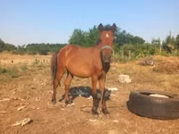 Horse (M), Horses — photo 2