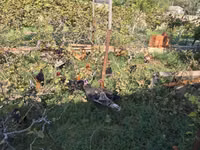 Chickens — الصورة 4