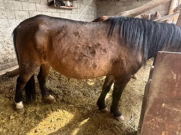 فرس, Horse breed