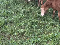 Widder, Romanov sheep — Foto 2