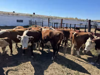 Vaca, Vaca kazaja de cabeza blanca — foto 6