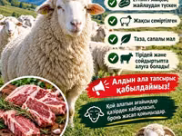 Carnero, Merino sheep — foto 8
