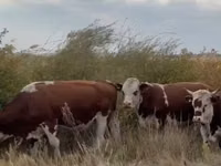 Kuh, Simmental cattle — Foto 2