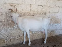 Ziege, Saanen goat — Foto 5