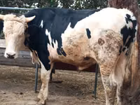 公牛, Russian Black pied cattle — 照片 1