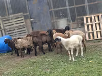 Carnero, Rhon sheep — foto 5