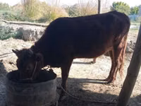 牛只（批次，未指定性别）, Cattle — 照片 3