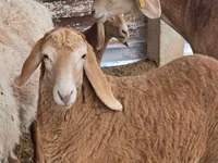Carnero, Arashan sheep — foto 1