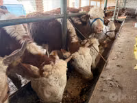 Kuh, Simmental cattle — Foto 4