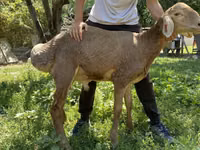 Widder, Arashan sheep — Foto 4