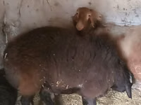 Carnero, Rhon sheep — foto 2