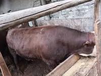 公牛, Cattle — 照片 3