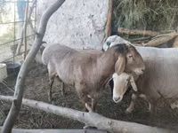 Қошқар, Arashan sheep — 3-сурет
