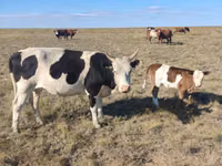 गाय, Russian Black pied cattle — फ़ोटो 2