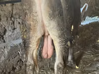 公牛, Swiss cattle — 照片 2