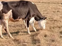 Cow, Latvian Blue cattle — photo 1
