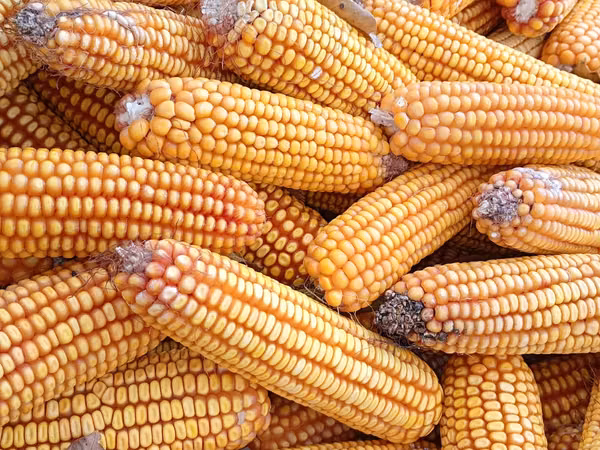 Продадим кукурузу урожая 2026 года, 800 кг