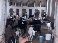 ناقة, الجمال — الصورة 2