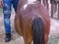 Бие, Miniature horse — 3-сурет