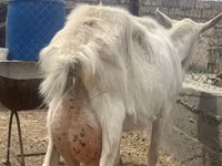 عنزة, Saanen goat — الصورة 3
