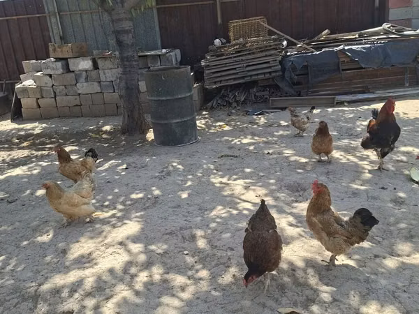 Chickens — Kirgisistan