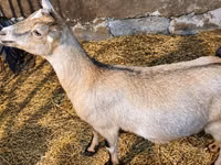 Ziege, Nubian Goat — Foto 2