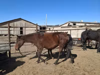 Yegua, Horse breed — foto 4
