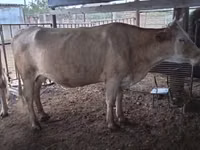 بقرة, Latvian Blue cattle — الصورة 2