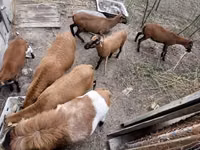 मेढ़ा, Cameroon sheep — फ़ोटो 3
