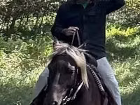 Hengst, Rocky Mountain Horse — Foto 2