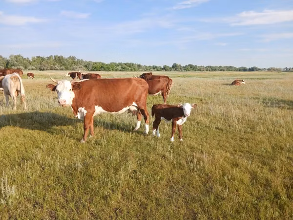Kuh, Latvian Blue cattle