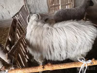 كبش, الأغنام — الصورة 2