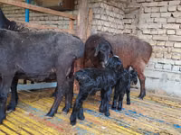 Schaf, Hissar sheep — Foto 2
